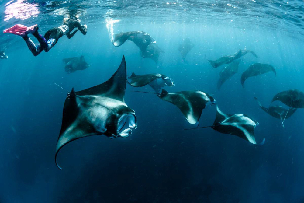 Just-Keep-Swimming